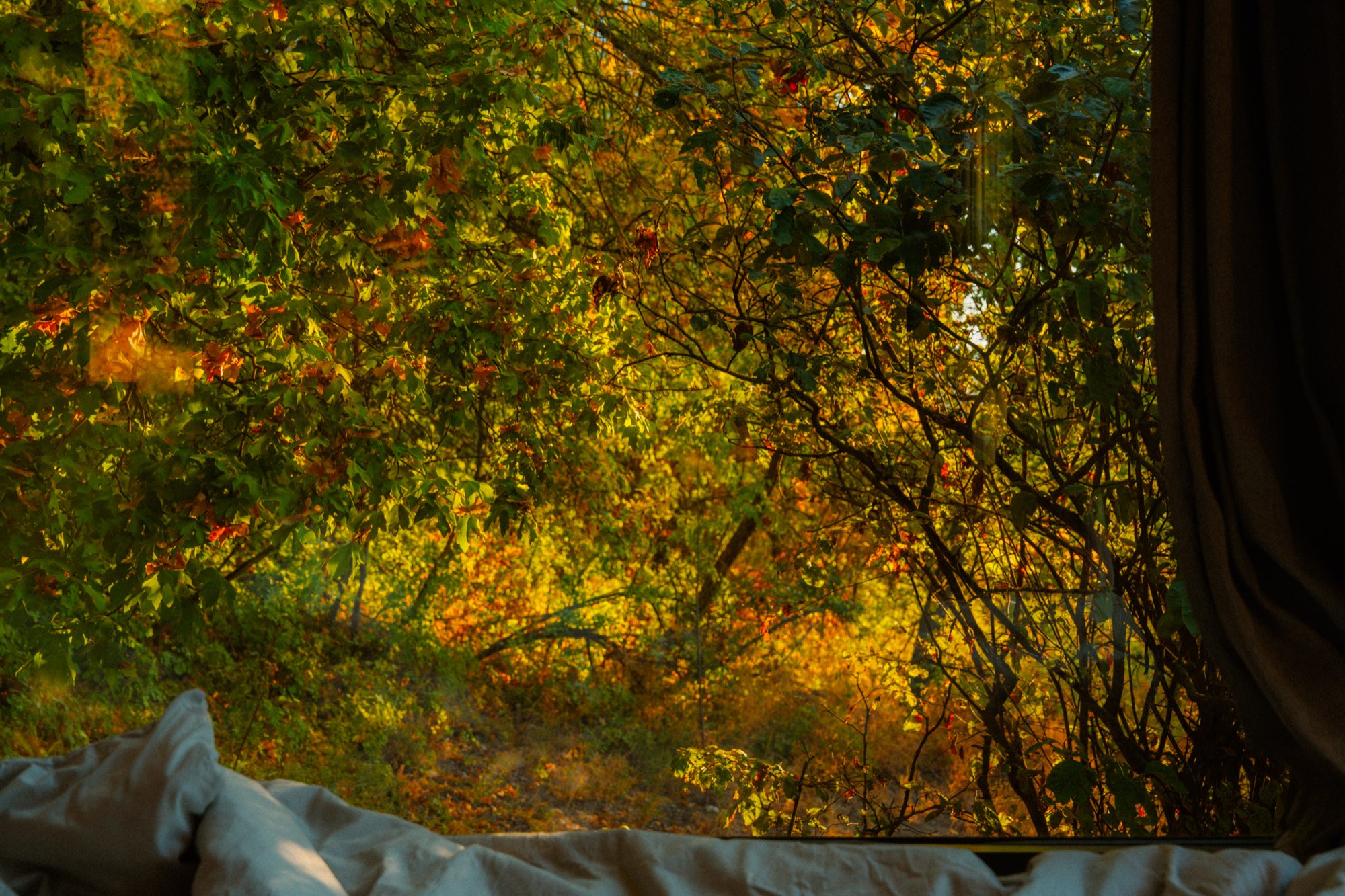 Autumn foliage seen from the bed through the open window