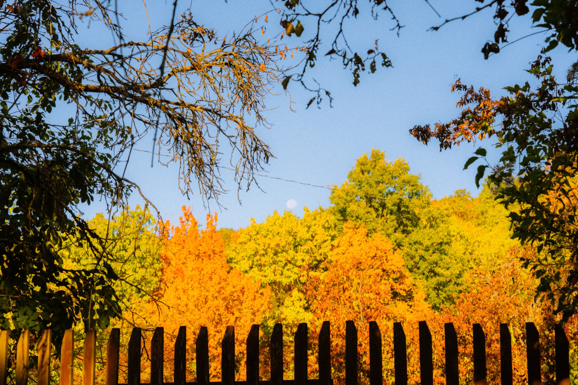 Autumn trees rising above the timber fence