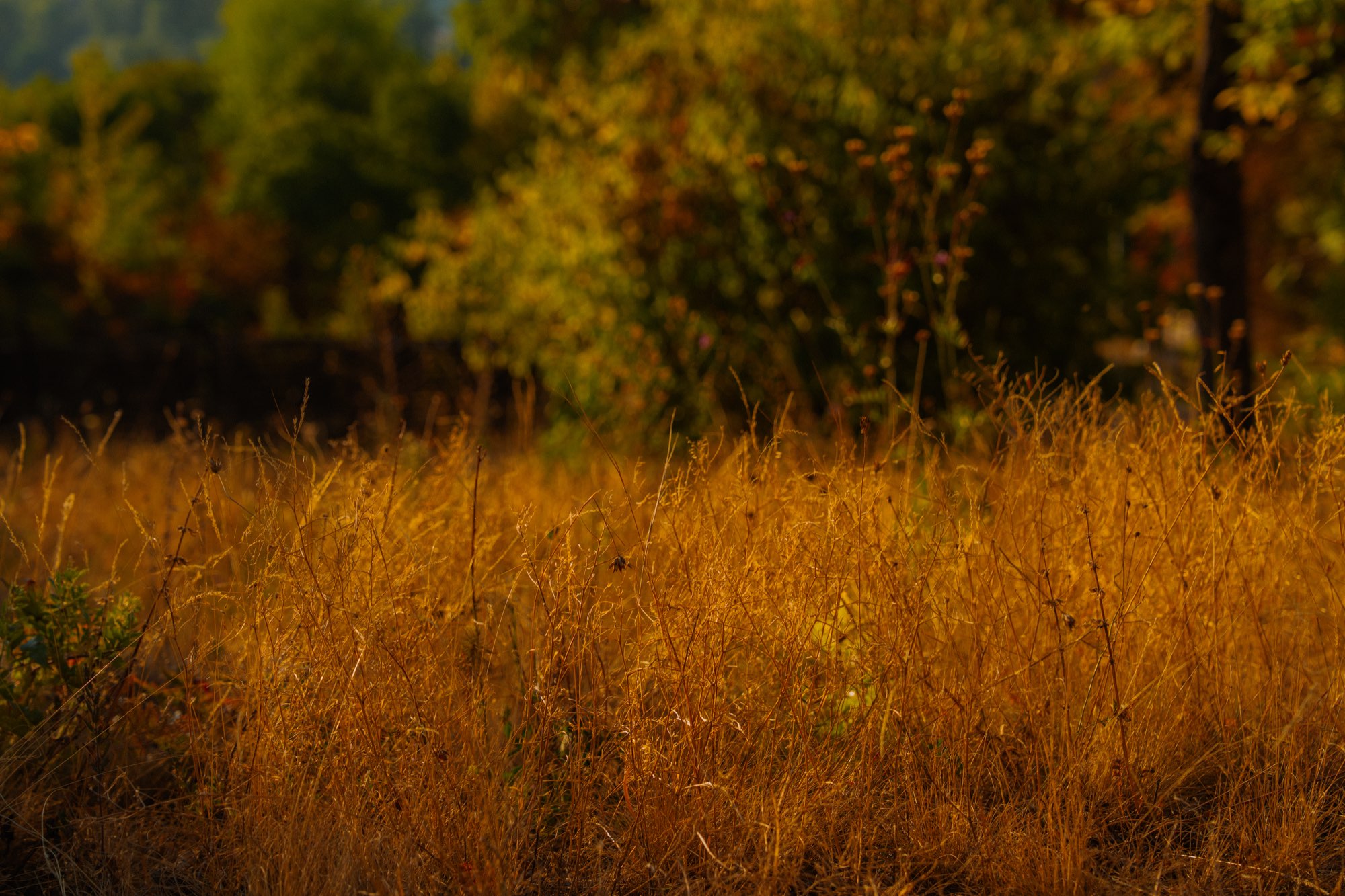 Low sun across the dry grass on the hillside