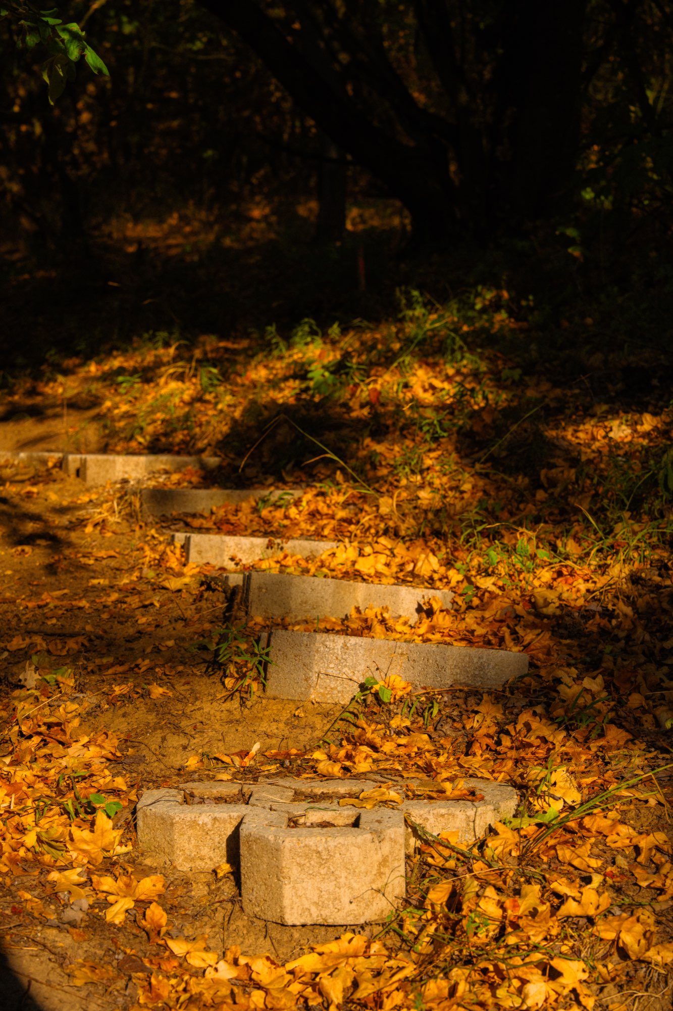 Stone steps through the woodland covered in fallen leaves